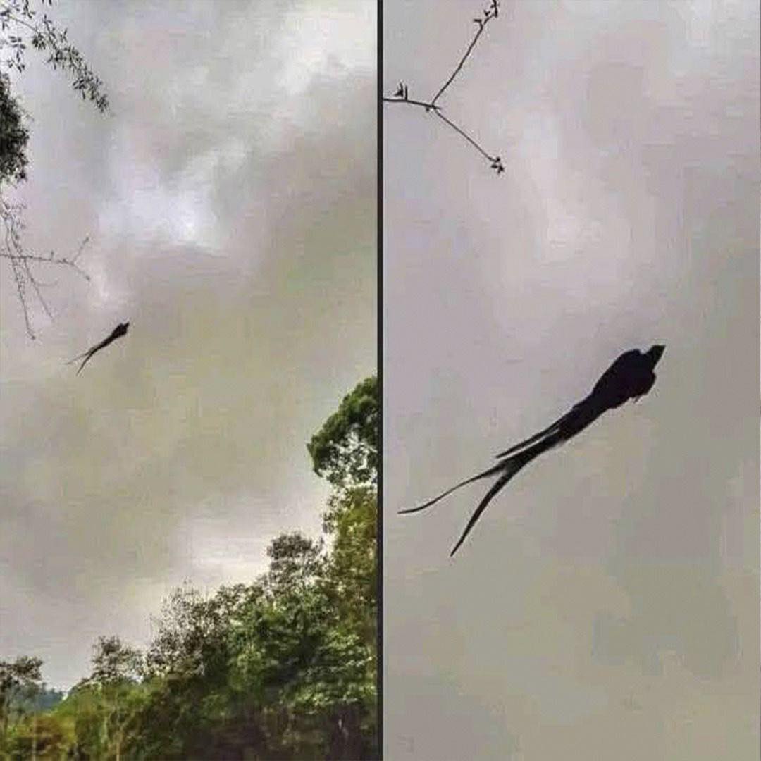 Majestätischer Vogel in Mexiko gesichtet…Mehr anzeigen