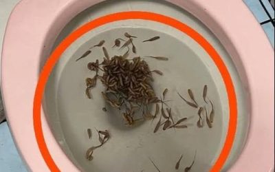 Nach Regenfällen tauchen diese Dinger in meiner Toilette auf. Hat jemand eine Ahnung, was das sein könnte?