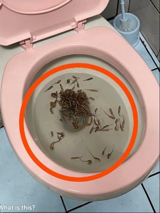 Nach Regenfällen tauchen diese Dinger in meiner Toilette auf. Hat jemand eine Ahnung, was das sein könnte?