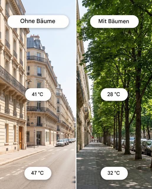 Bäume sind im Grunde die Klimaanlagen der Natur. 🌳❄️