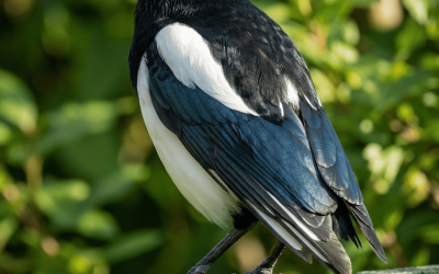 Nachbarn in der Natur: Was es wirklich bedeutet, wenn Elstern Ihren Garten besuchen