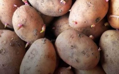 Sind gekeimte Kartoffeln sicher zum Verzehr? Alles, was Sie wissen sollten