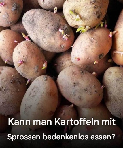 Sind gekeimte Kartoffeln sicher zum Verzehr? Alles, was Sie wissen sollten