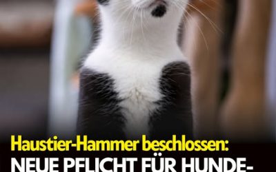 Neuer Beschluss sorgt für Wirbel: Das wird jetzt für Hunde- und Katzenhalter Pflicht