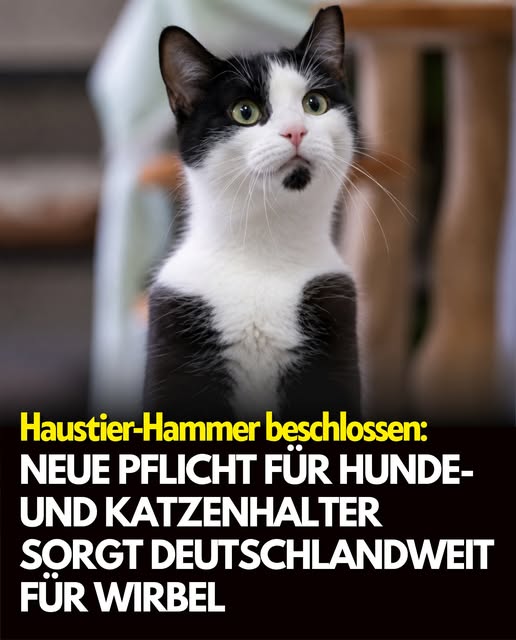 Neuer Beschluss sorgt für Wirbel: Das wird jetzt für Hunde- und Katzenhalter Pflicht