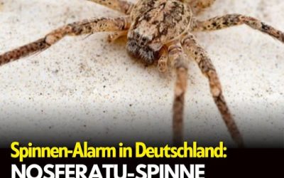 Nosferatu-Spinne breitet sich rasant aus – diese Regionen sind jetzt besonders betroffen