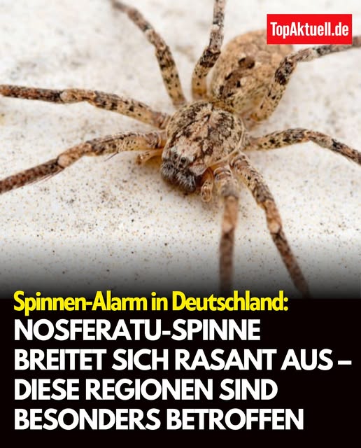 Nosferatu-Spinne breitet sich rasant aus – diese Regionen sind jetzt besonders betroffen