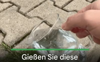 Gießen Sie diese Mischung über Ihre Pflastersteine. Moos und Unkraut verschwinden bis zur Wurzel!